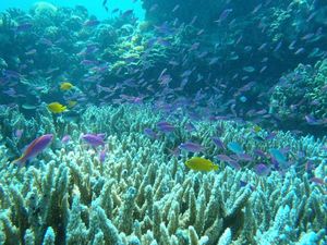 体験スミロンサンゴと魚たち600.jpg